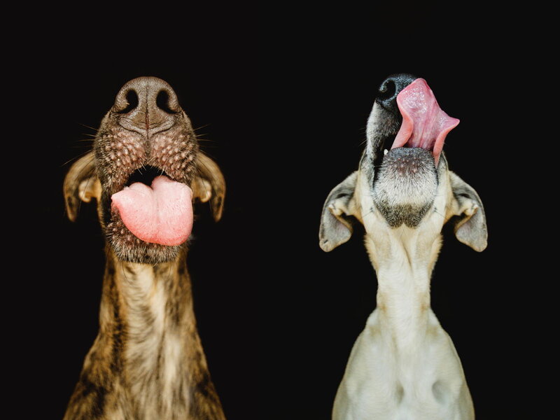 Two Dogs Licking Nose