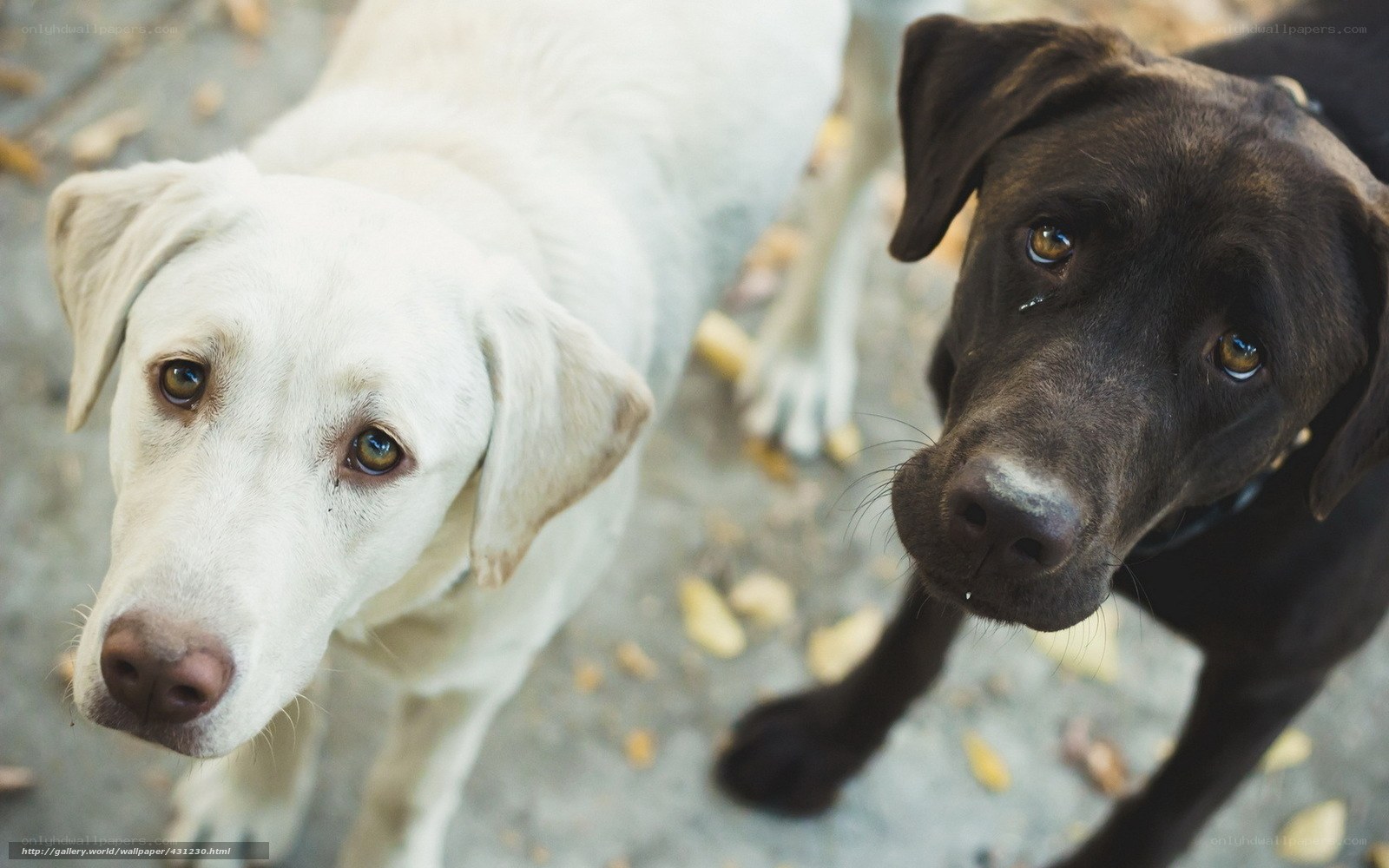 Two dogs looking up