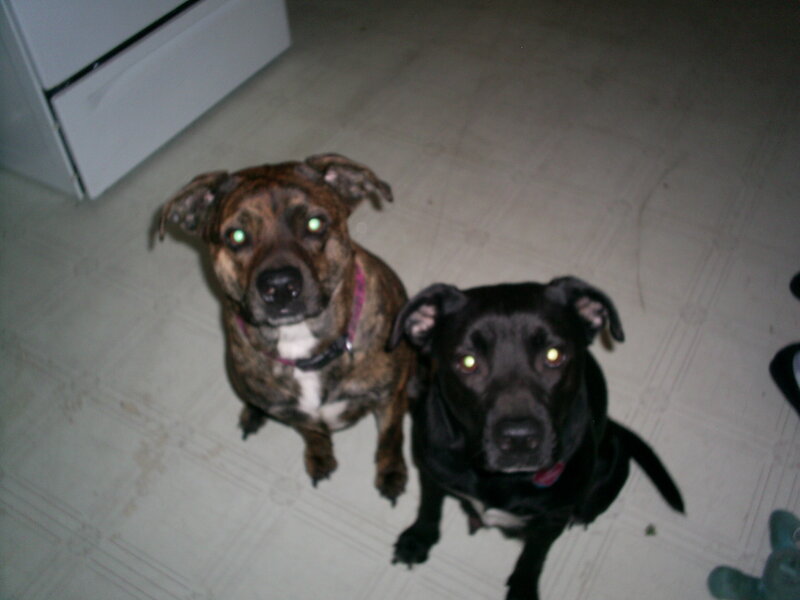 two dogs looking up