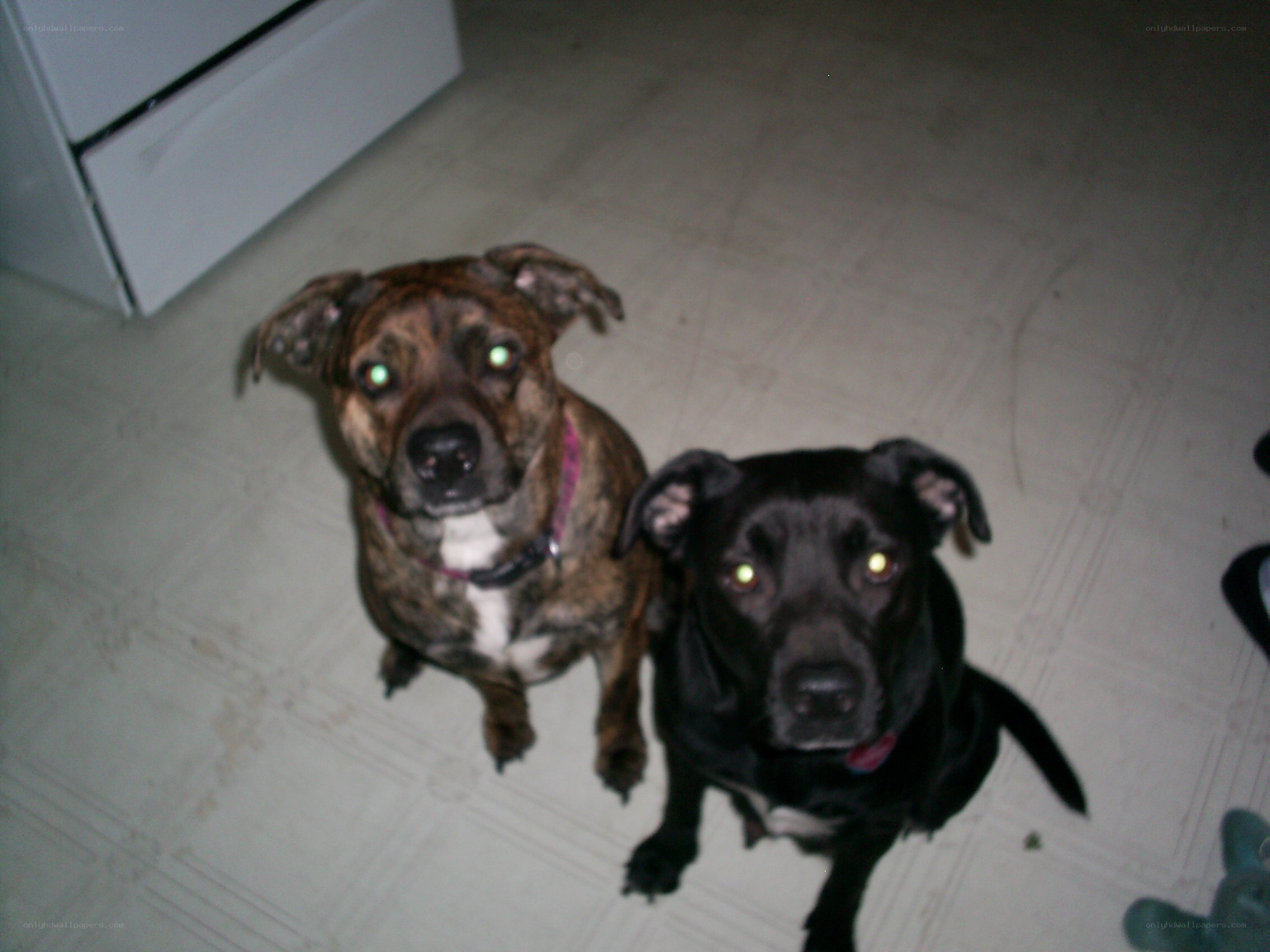 two dogs looking up