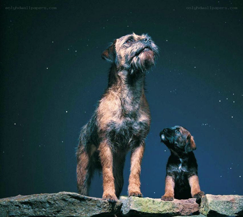 Two dogs looking up at stars