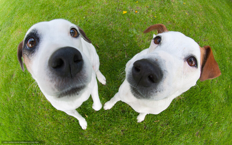 two dogs looking up