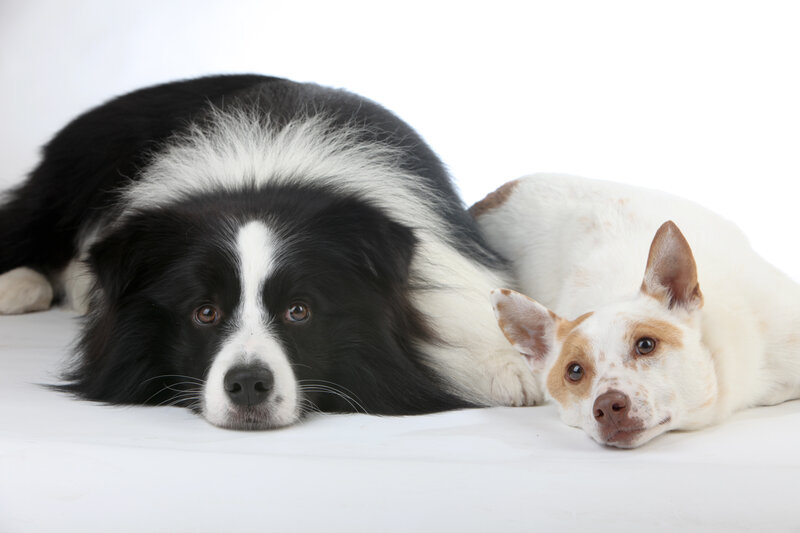 Two Dogs Lying Down — Black, Calm