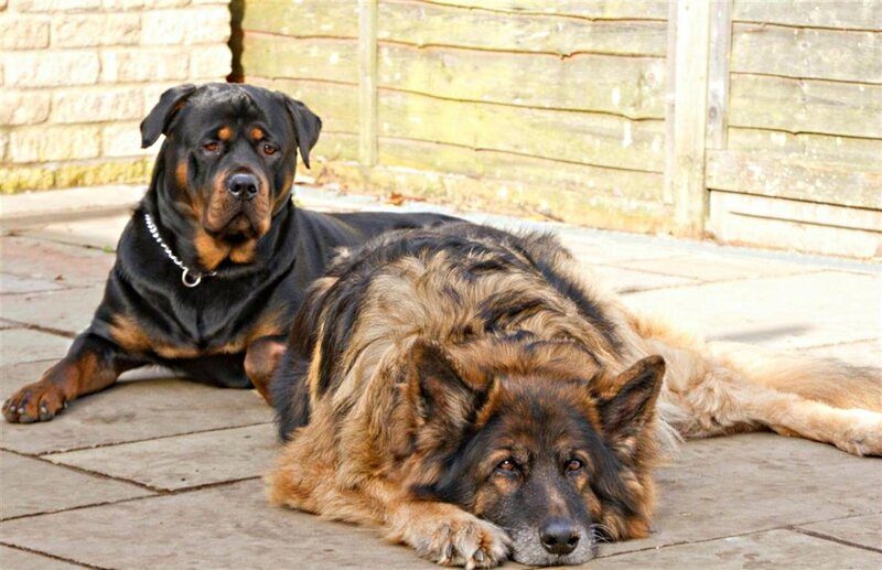 Two Dogs Lying Down — Black