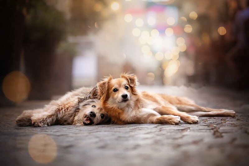 Two Dogs Lying Down — Brown, Calm