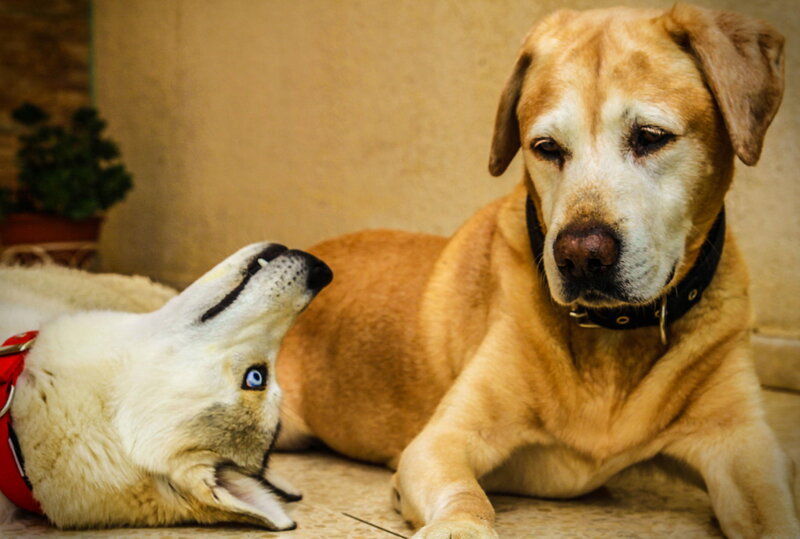 Two Dogs Lying Down — Brown
