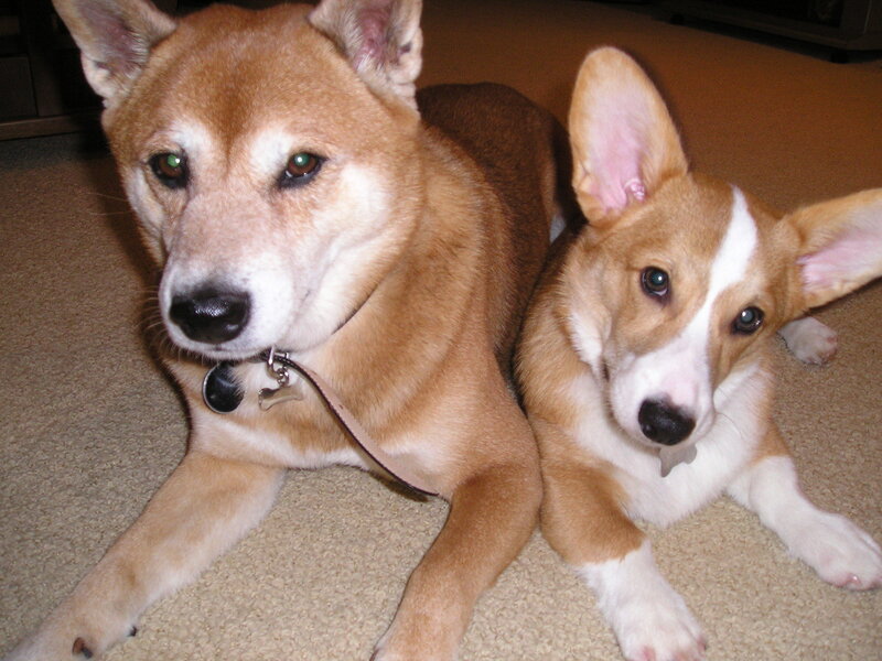 Two dogs lying together