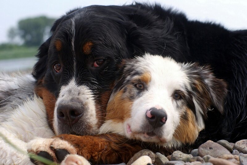 Two Dogs Lying Together — Black, Calm, Afternoon