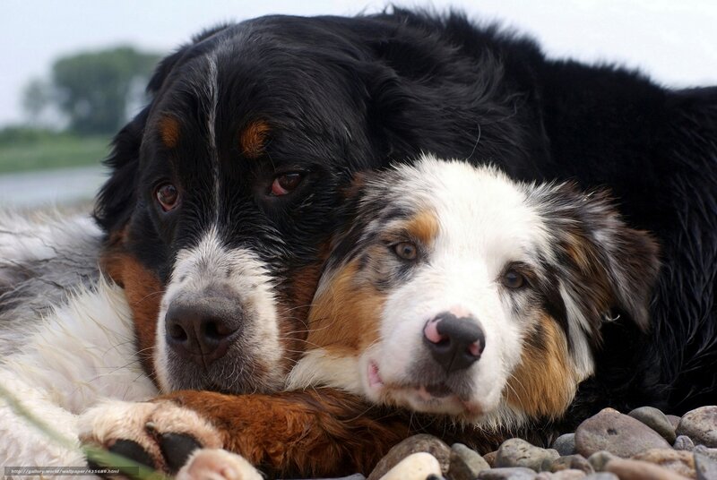 Two Dogs Lying Together — Black, Calm, Photograph