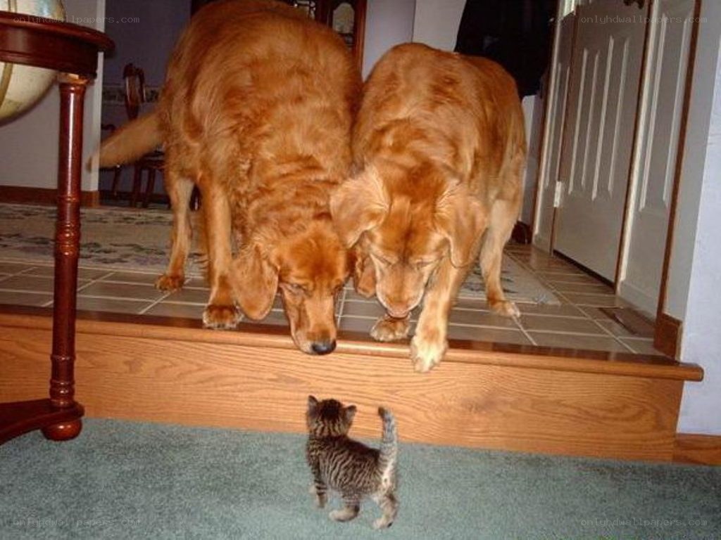 two dogs meet a kitten