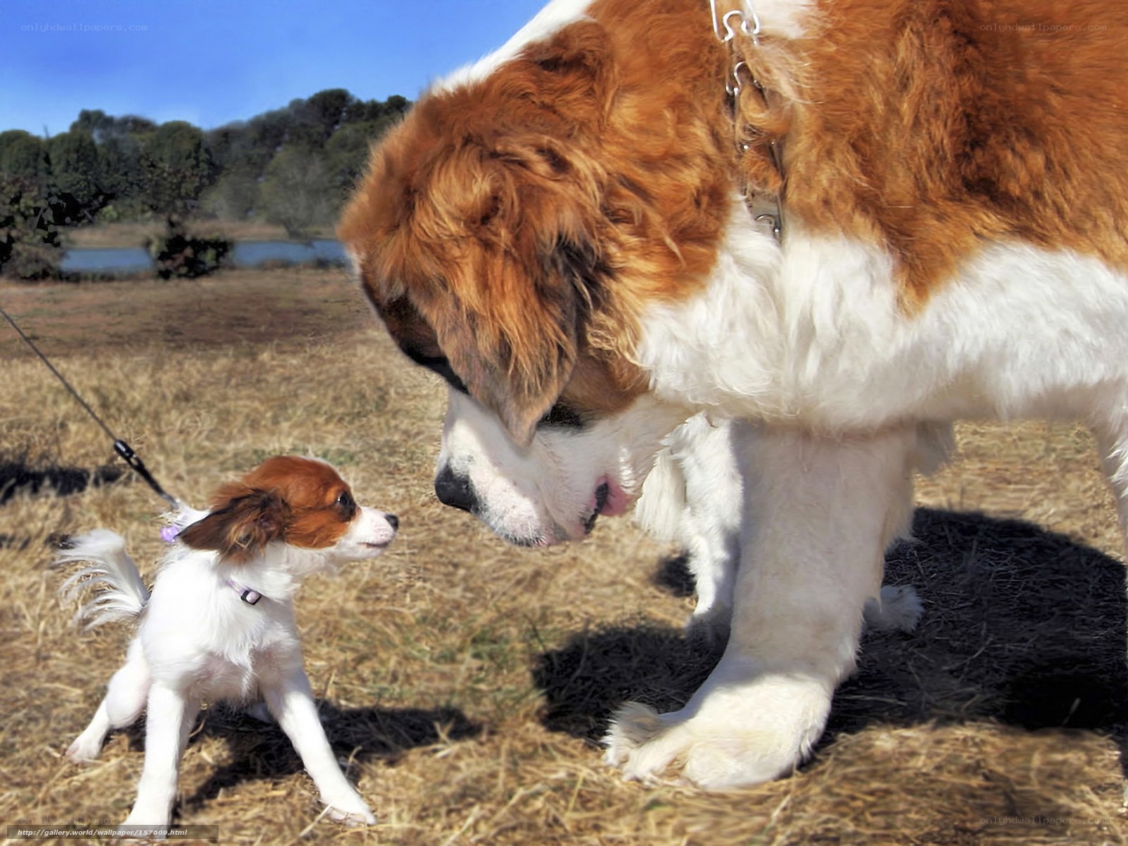 Two dogs meeting in a field