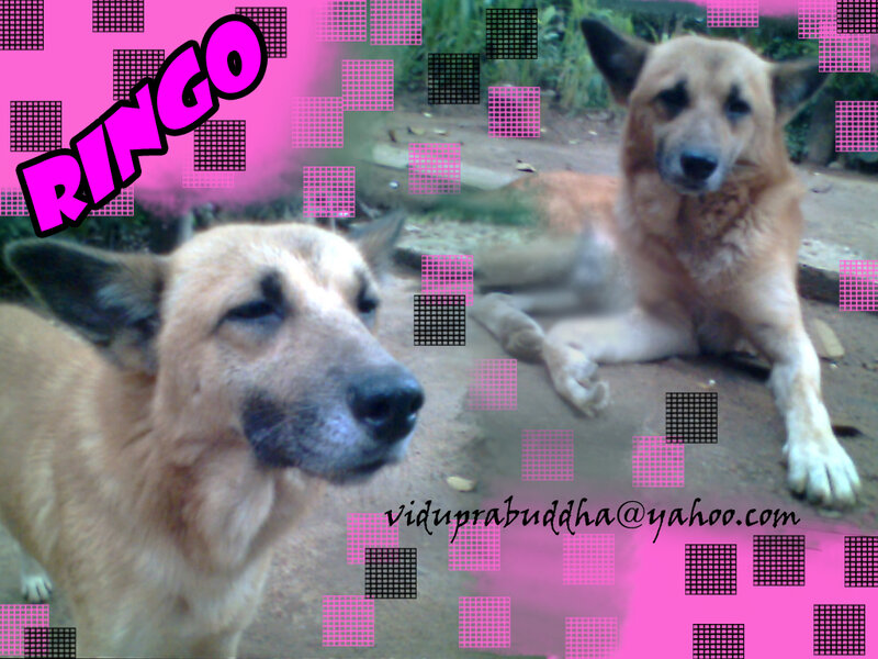 two dogs named ringo