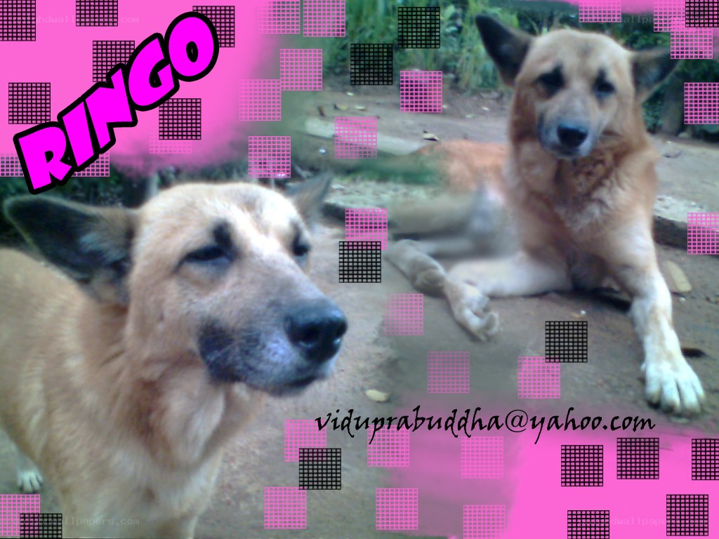 two dogs named ringo