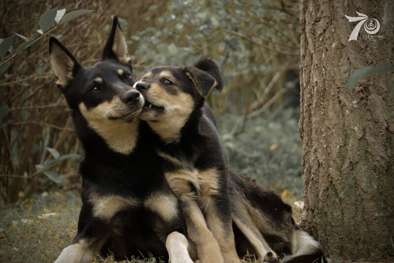 Two Dogs Nuzzling — Black