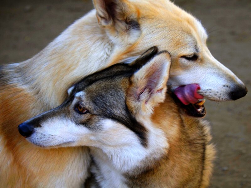 Two Dogs Nuzzling — Brown, Affectionate