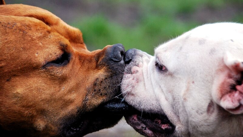 Two Dogs Nuzzling — Brown, Calm, Photograph, Nose, Mouth