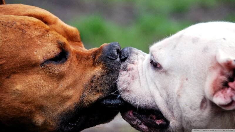 Two Dogs Nuzzling — Brown, Calm, Photograph