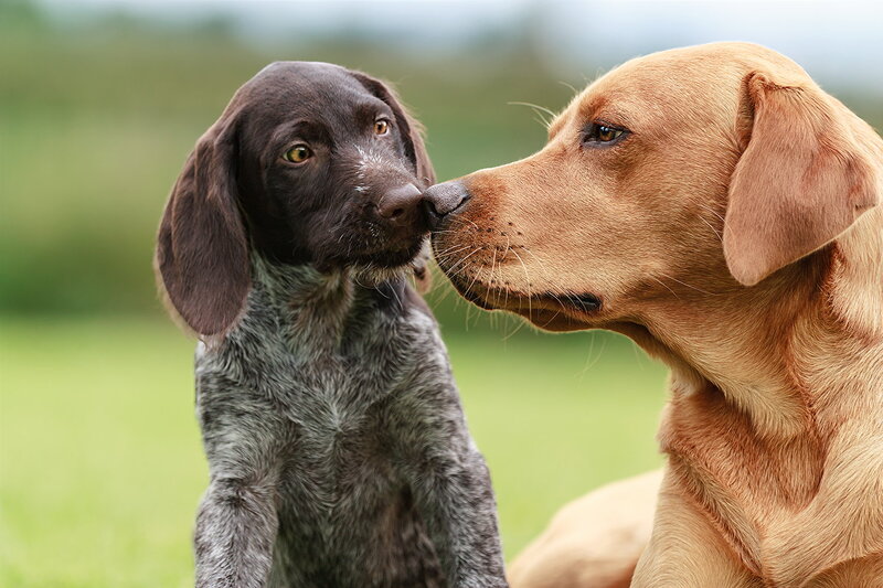 Two Dogs Nuzzling — Brown, Calm