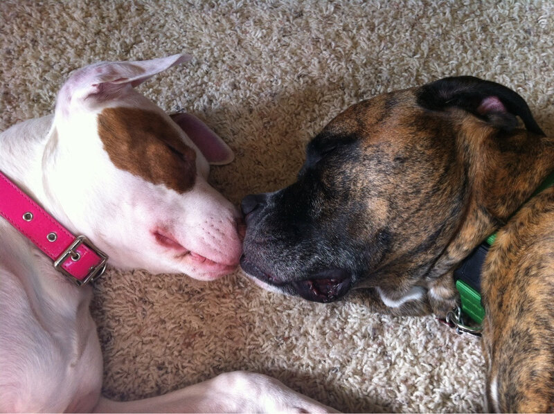 Two Dogs Nuzzling — Brown, Peaceful