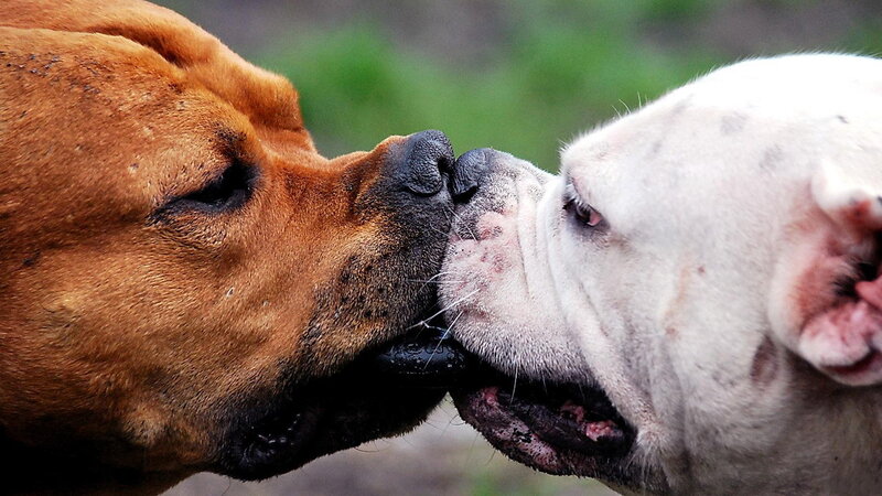 Two Dogs Nuzzling — Brown