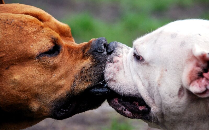 two dogs nuzzling each other
