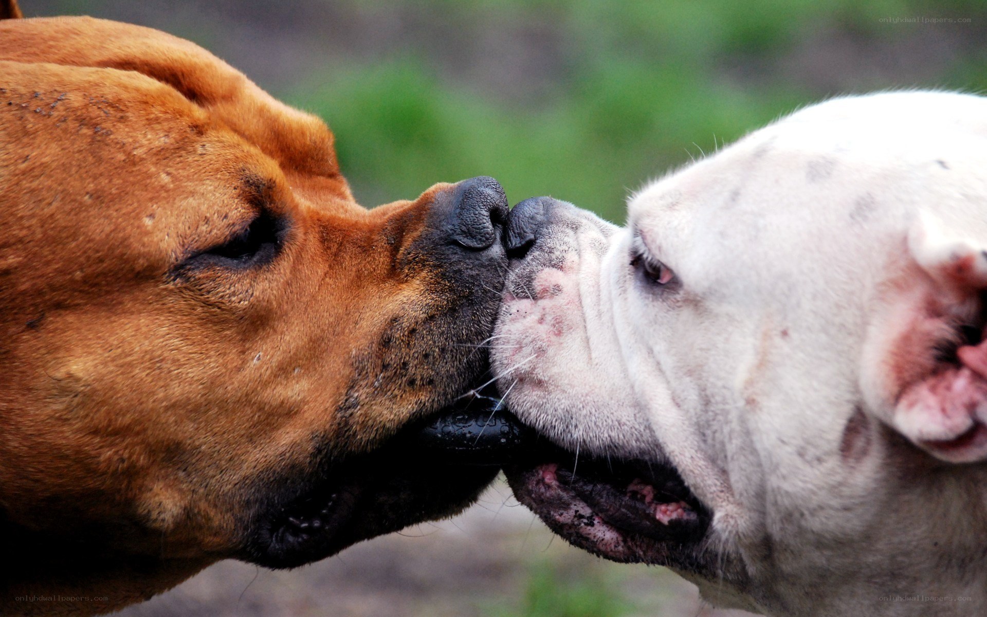 two dogs nuzzling each other