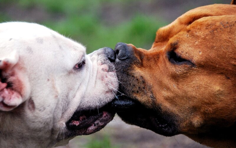 two dogs nuzzling each other