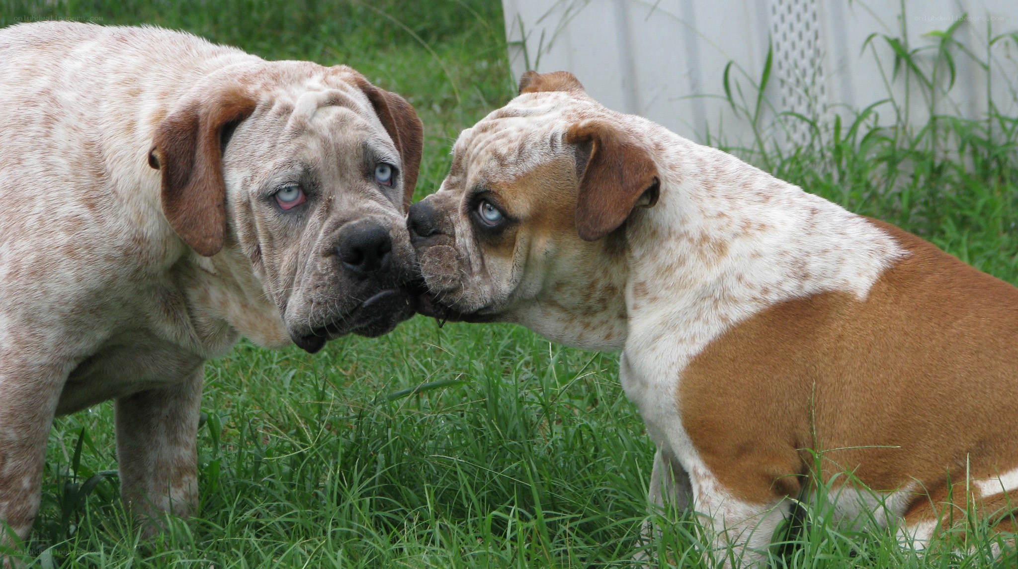 two dogs nuzzling in grass