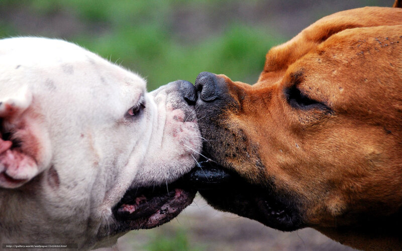 two dogs nuzzling