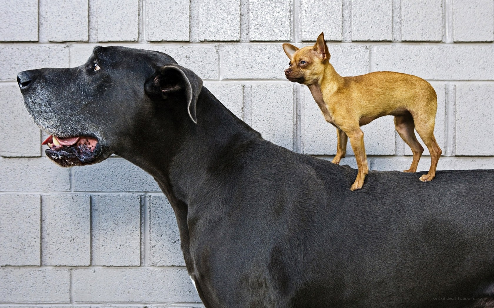 Two dogs of different sizes