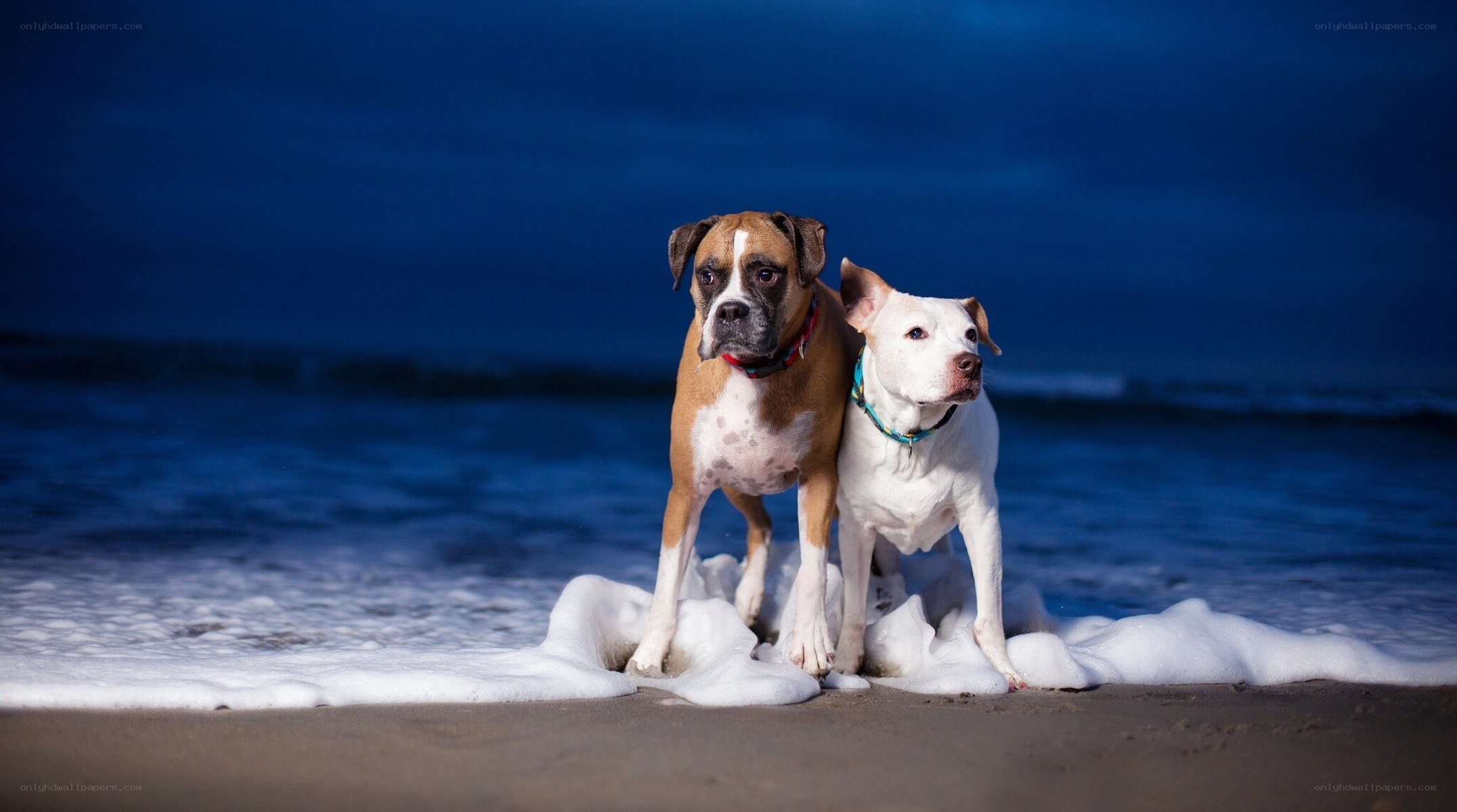 Two dogs on a beach at dusk