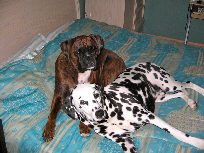 Two dogs on a bed