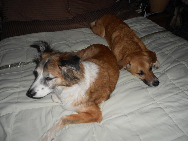 Two Dogs on a Bed — Brown