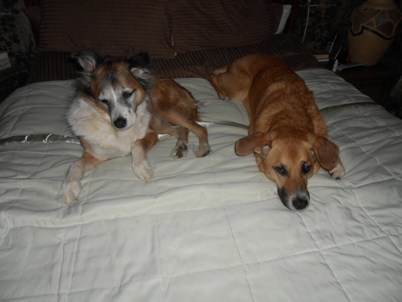Two Dogs on a Bed — White