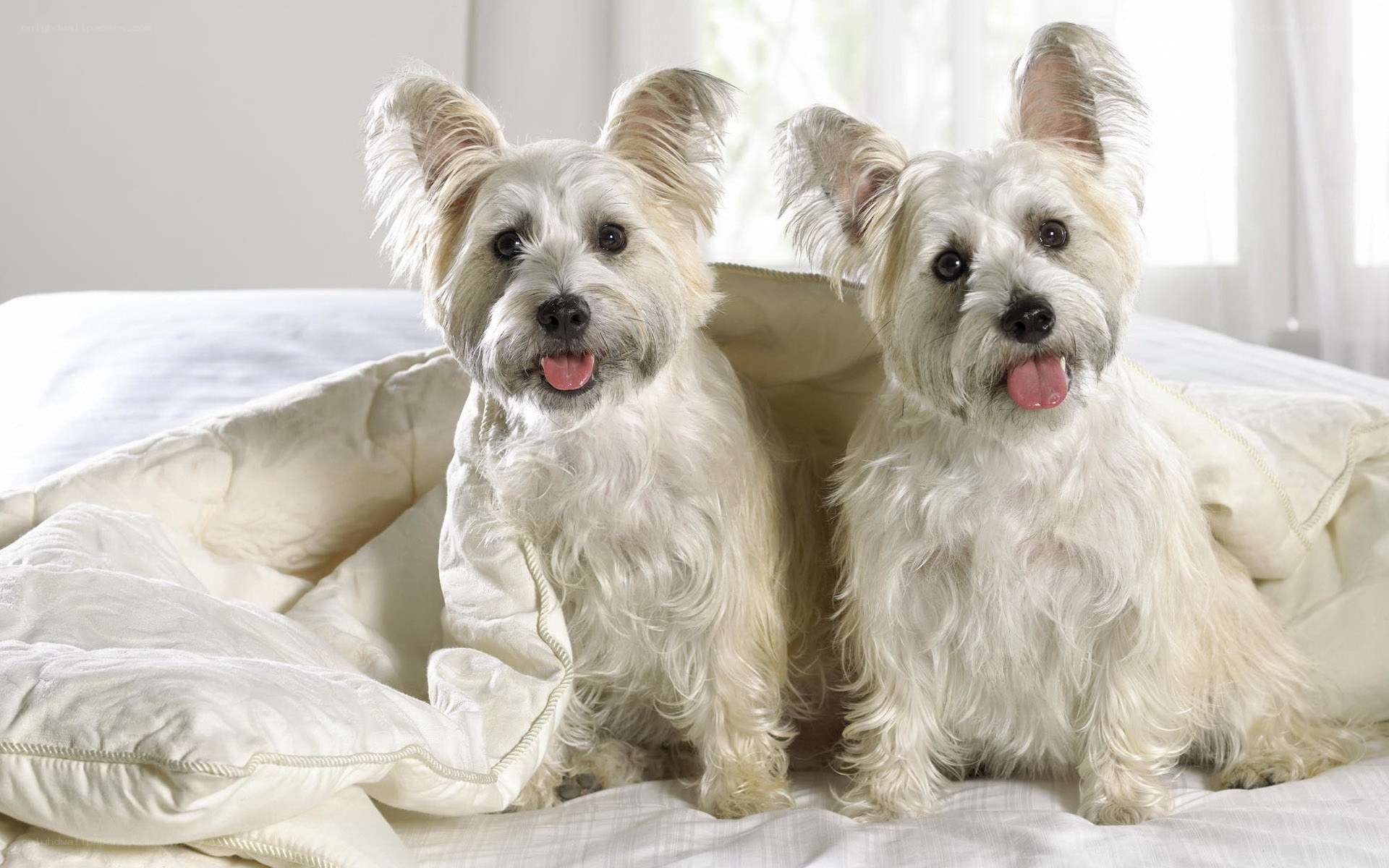 two dogs on a bed
