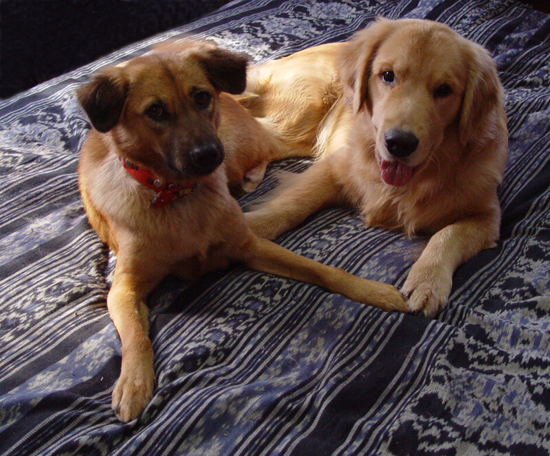 Two Dogs on a Blanket — Blue