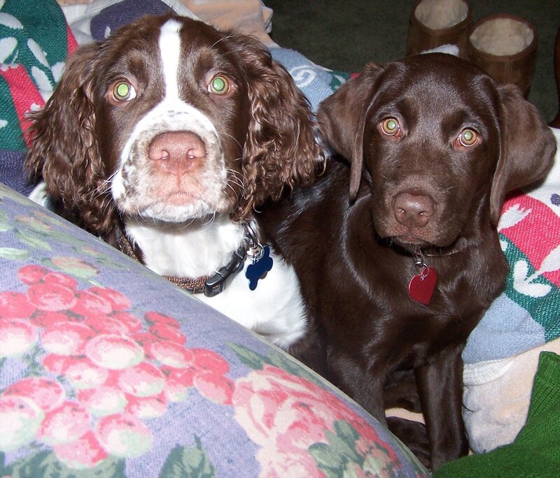 two dogs on a blanket