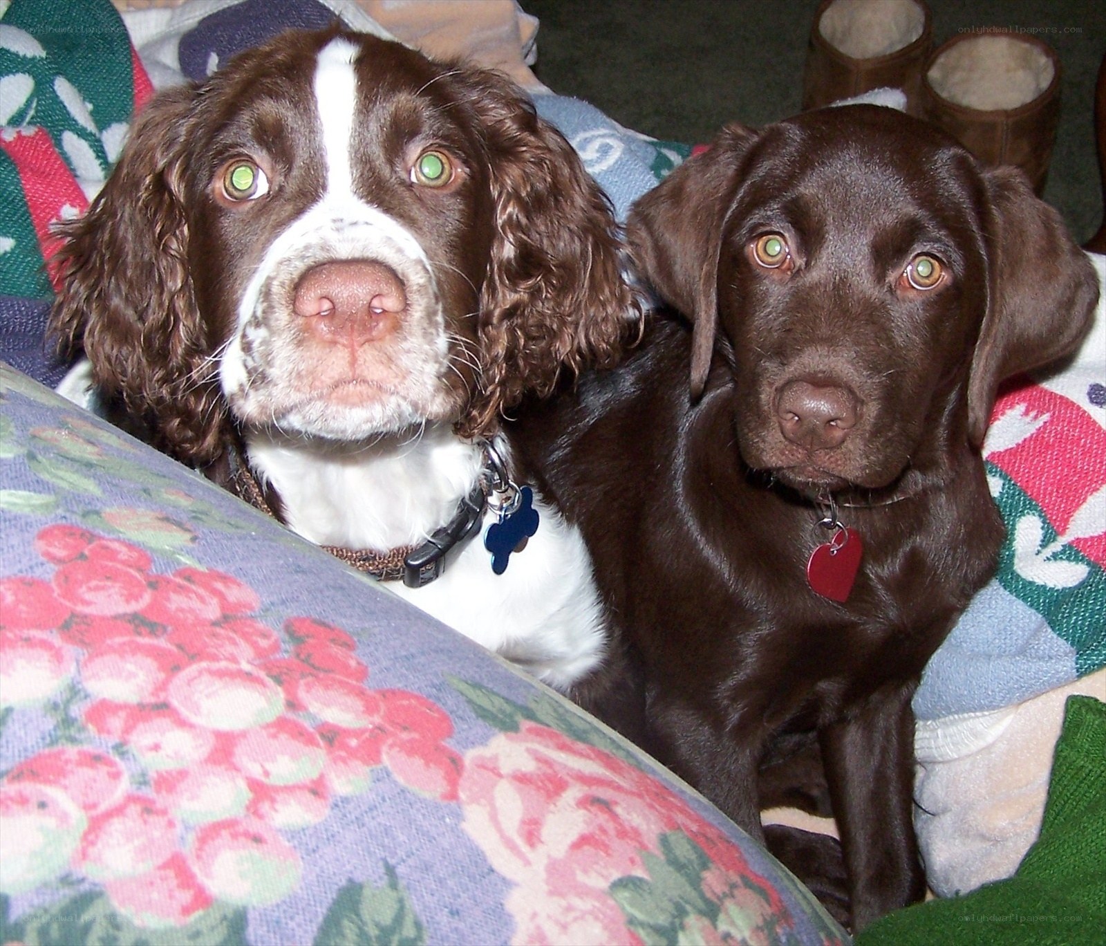 two dogs on a blanket