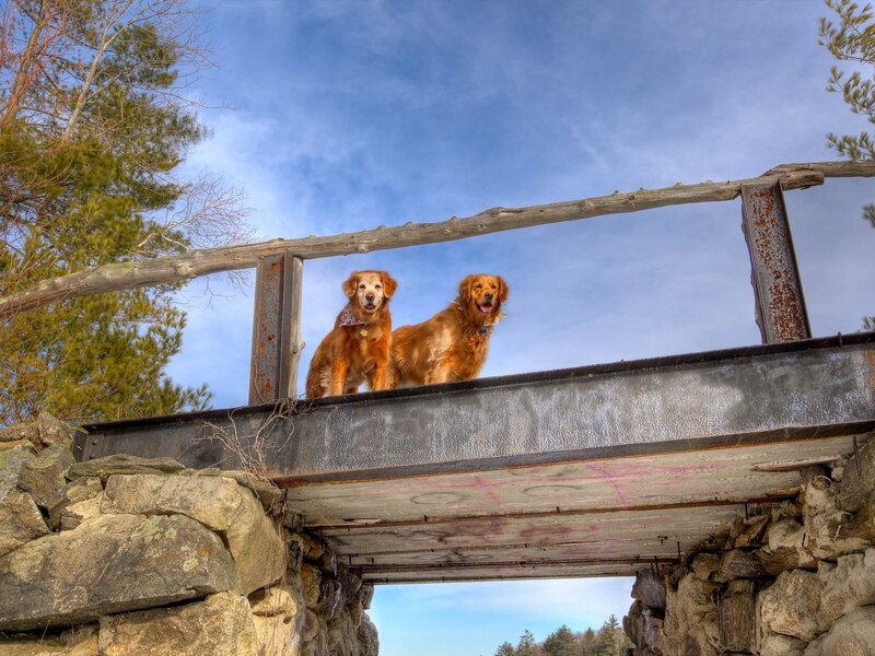 Two dogs on a bridge