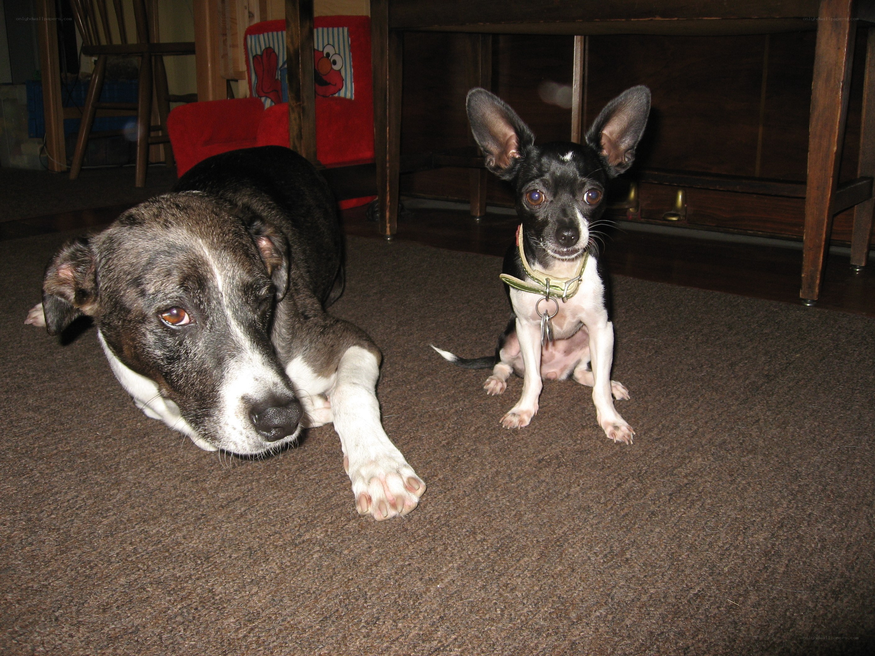 Two dogs on a carpet