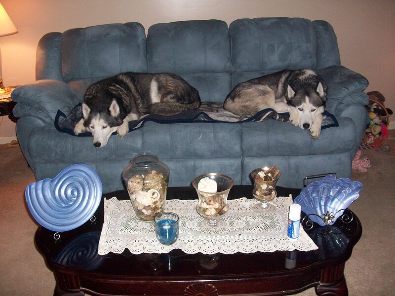 Two dogs on a couch