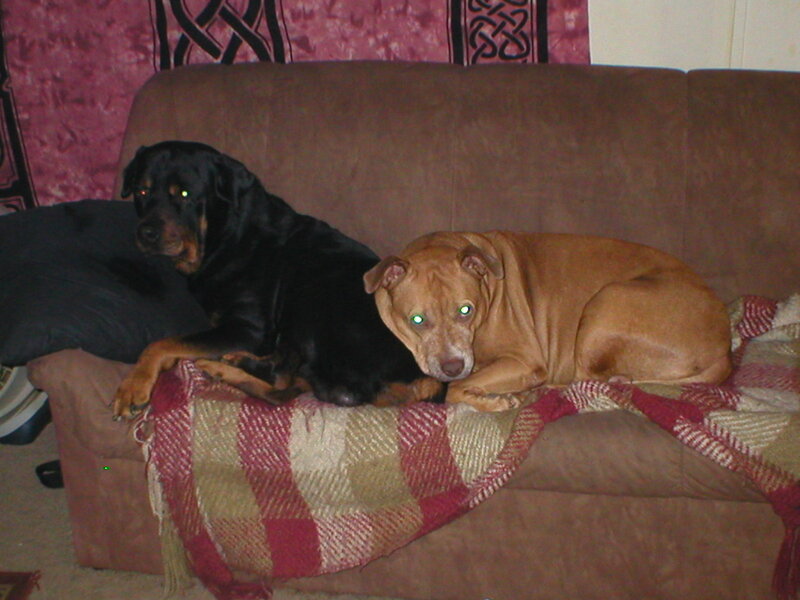 Two dogs on a couch