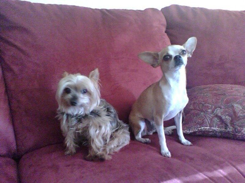 two dogs on a couch