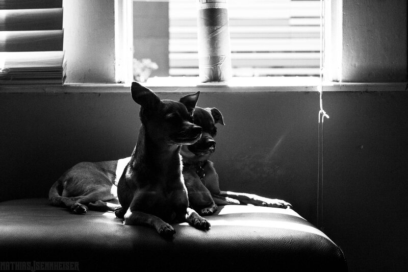 Two Dogs on a Couch — Black