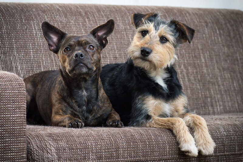 Two Dogs on a Couch — Brown