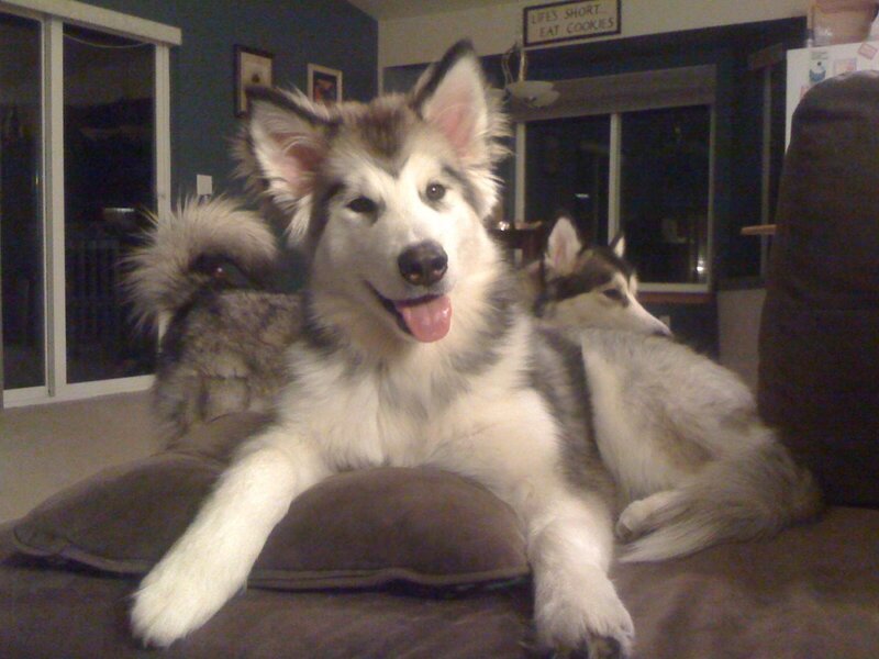 Two dogs on a couch