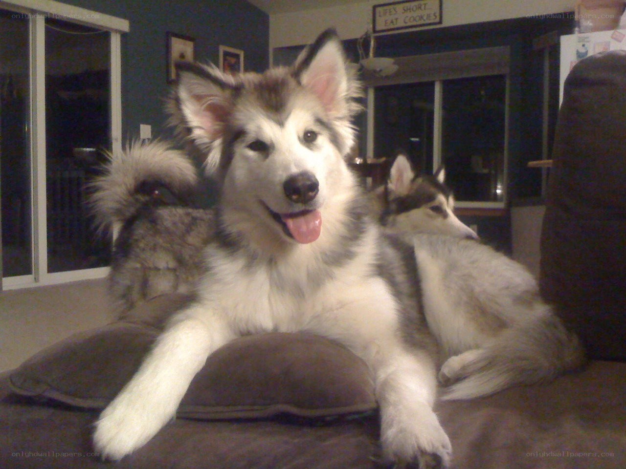 Two dogs on a couch