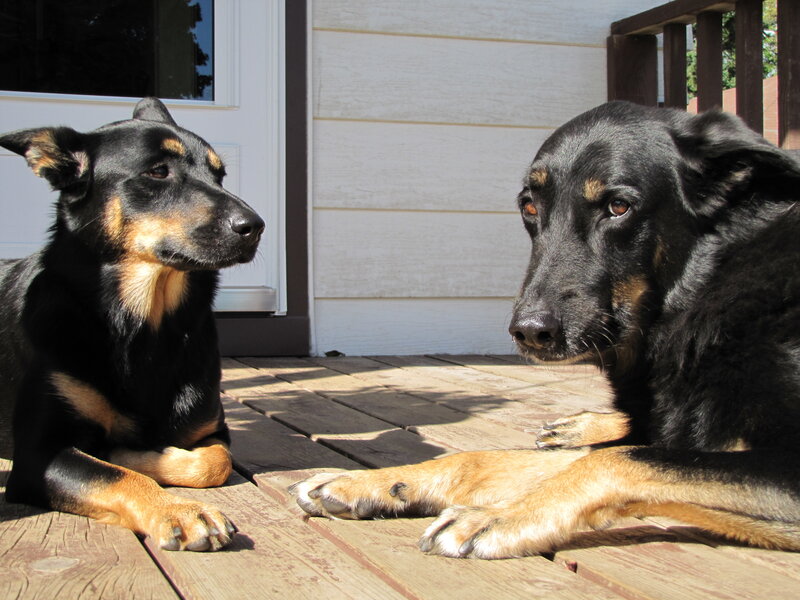 Two dogs on a deck