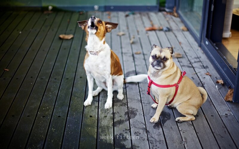 Two dogs on a deck