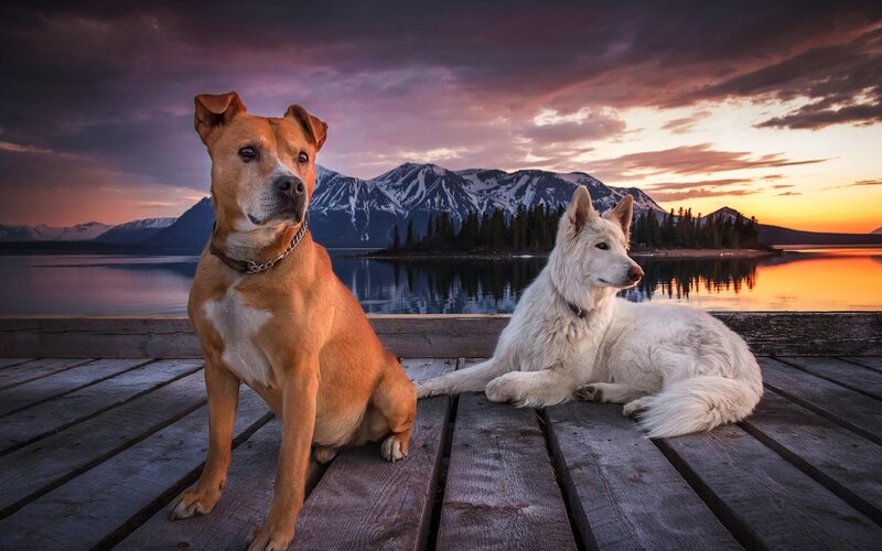 Two Dogs on a Dock — Purple, Serene
